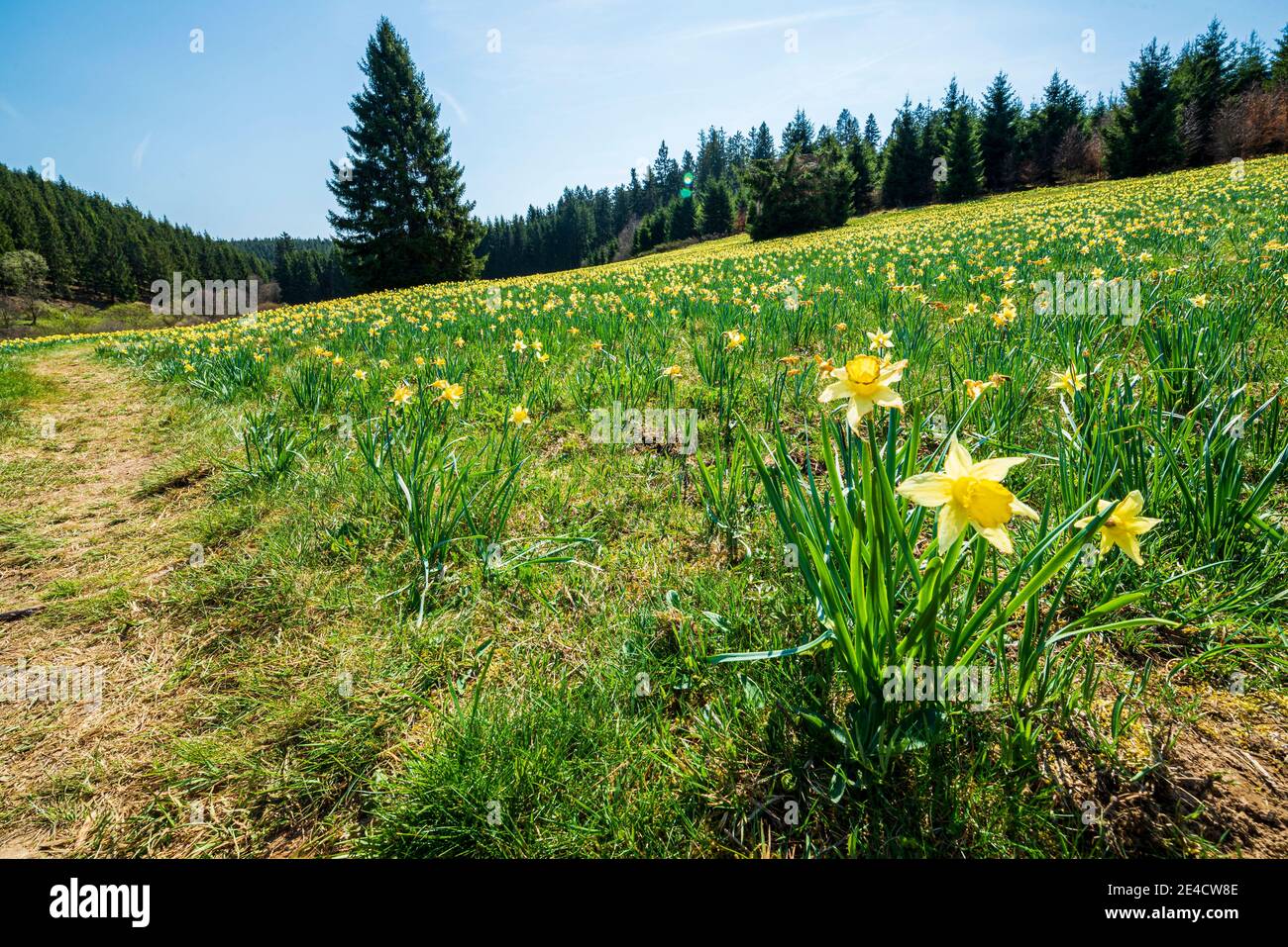Blühende Narzissenwiese im Oleftal in der Eifel. Stockfoto