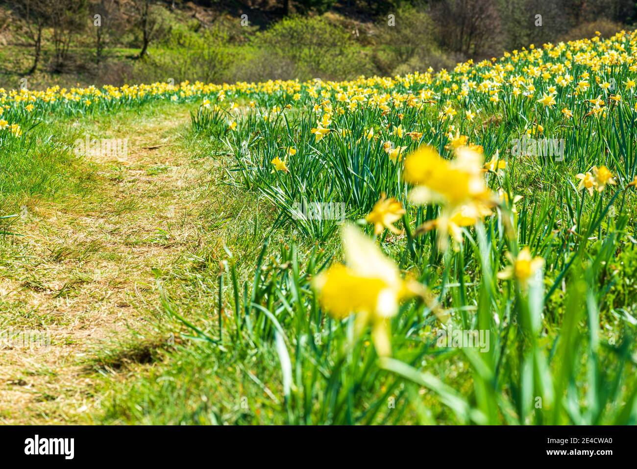 Trampeln Sie durch eine blühende Narzissenwiese im Oleftal in der Eifel. Stockfoto