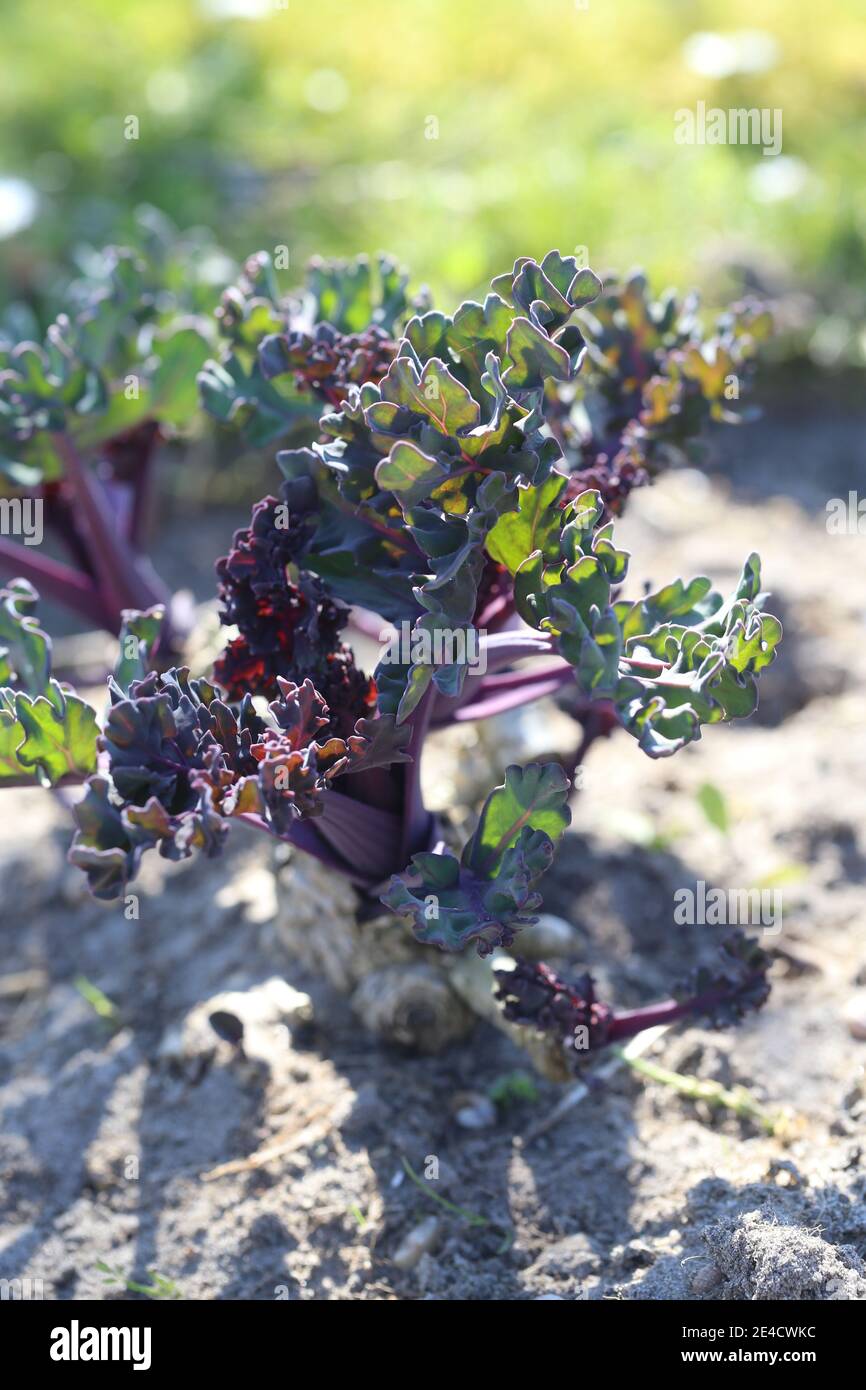 Meereskohl (Crambe maritima) auf sandigen Böden Stockfoto