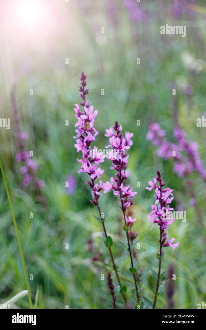 Wiesenblume, lila Stockfoto
