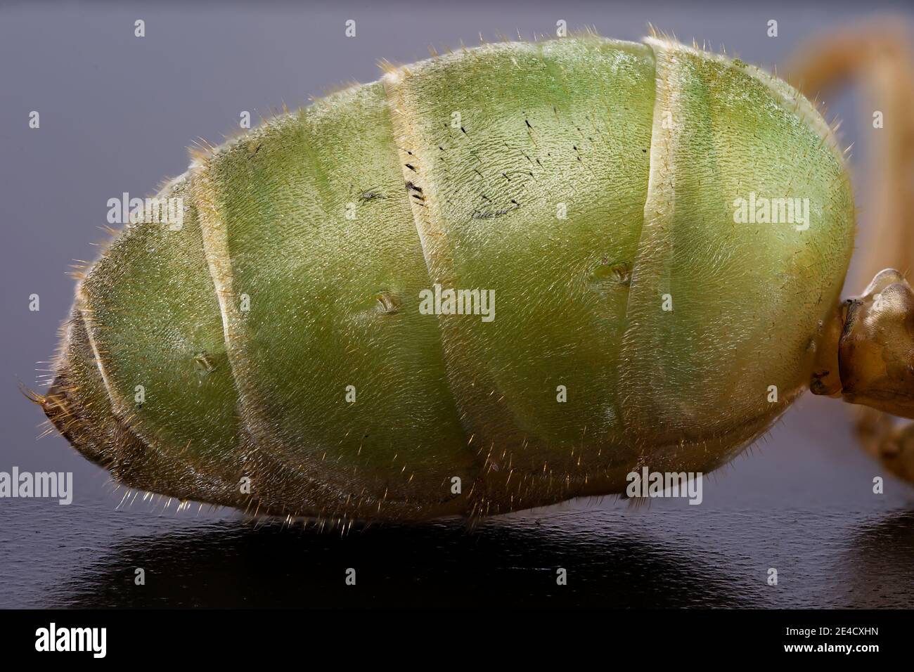 Ultra-Makro-Bild der Eiersack einer Königin Grüne Ameise Stockfoto