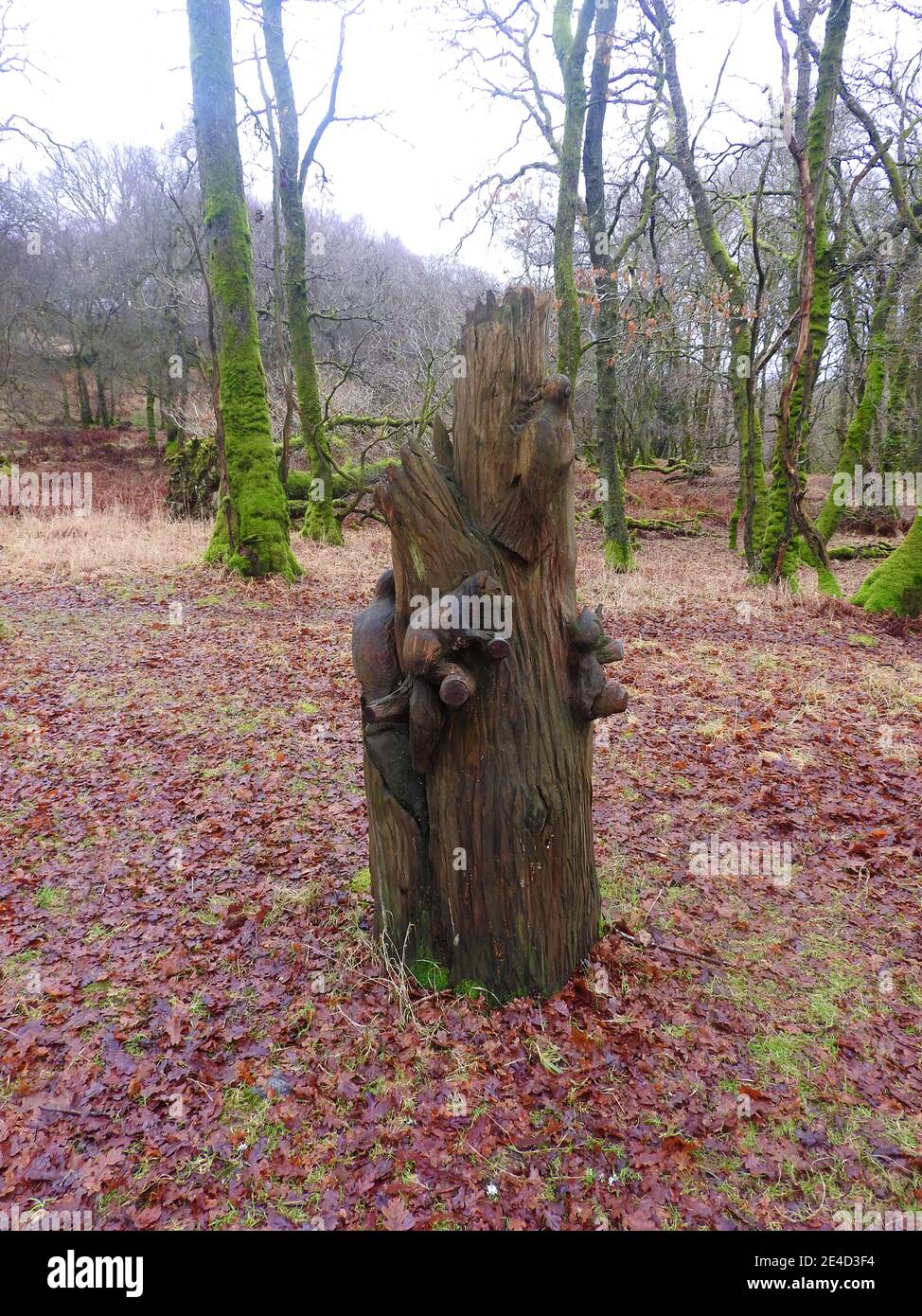 Geschnitzter Baumstumpf Jubilee Woodland Walk, Wood of Cree, Newton Stewart, Galloway, Schottland (Winter 2021) Stockfoto
