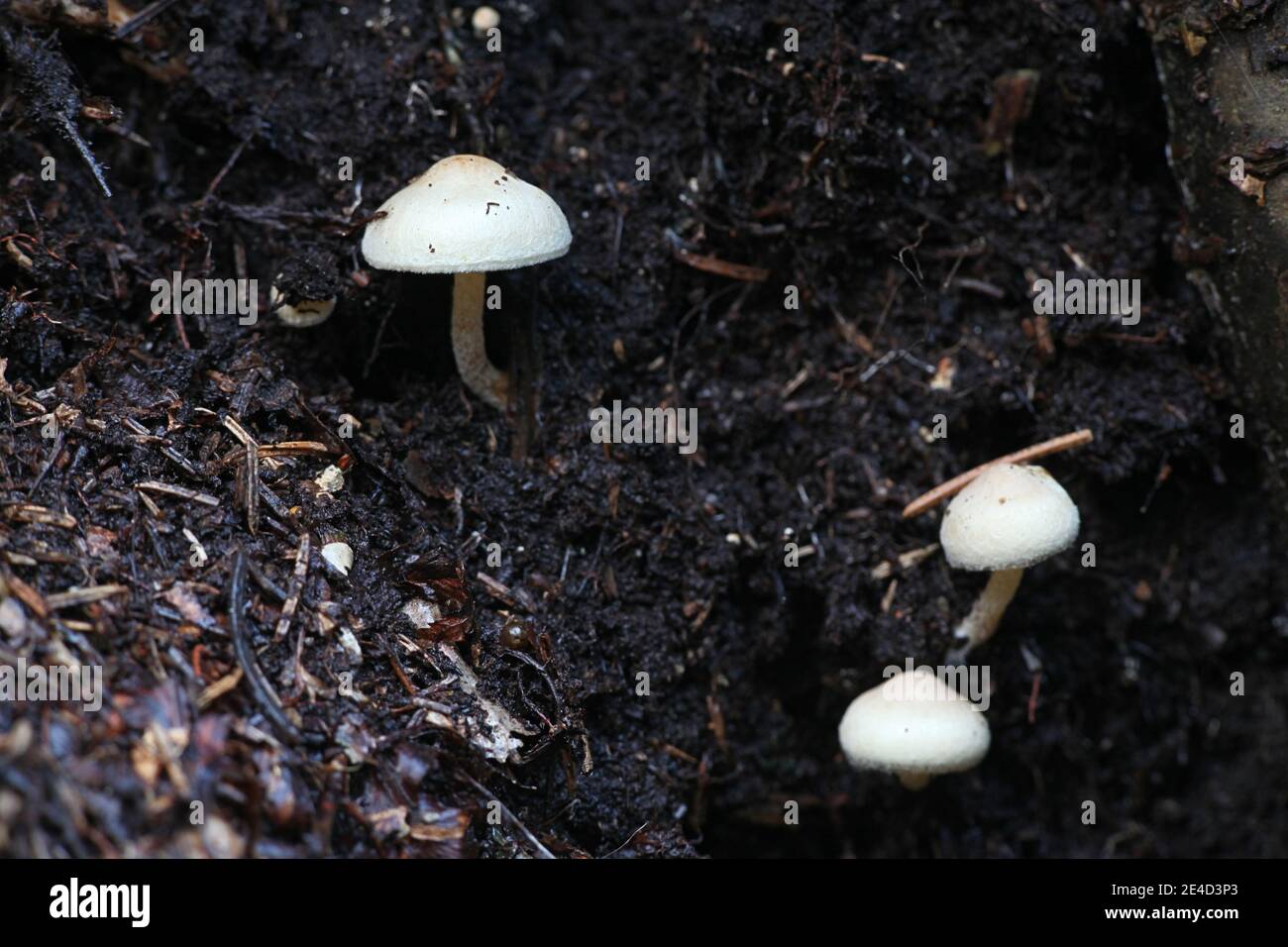 Ripartites tricholoma, bekannt als bärtige Seemine, wilder Pilz aus Finnland Stockfoto