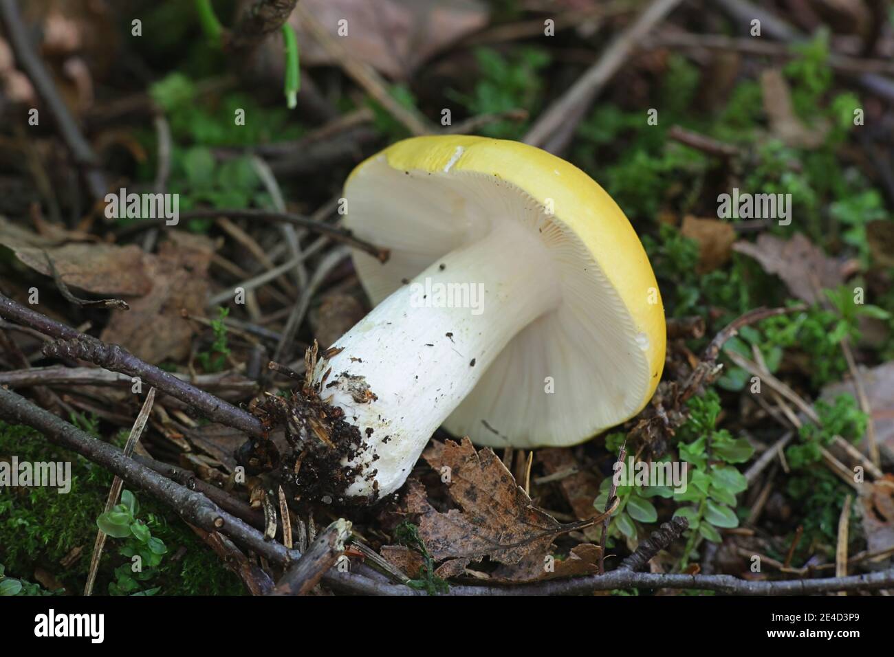 Psathyrella claroflava, bekannt als der gelbe Sumpf psathyrella oder gelbe Sumpf brittlegill, wilde essbare Pilze aus Finnland Stockfoto