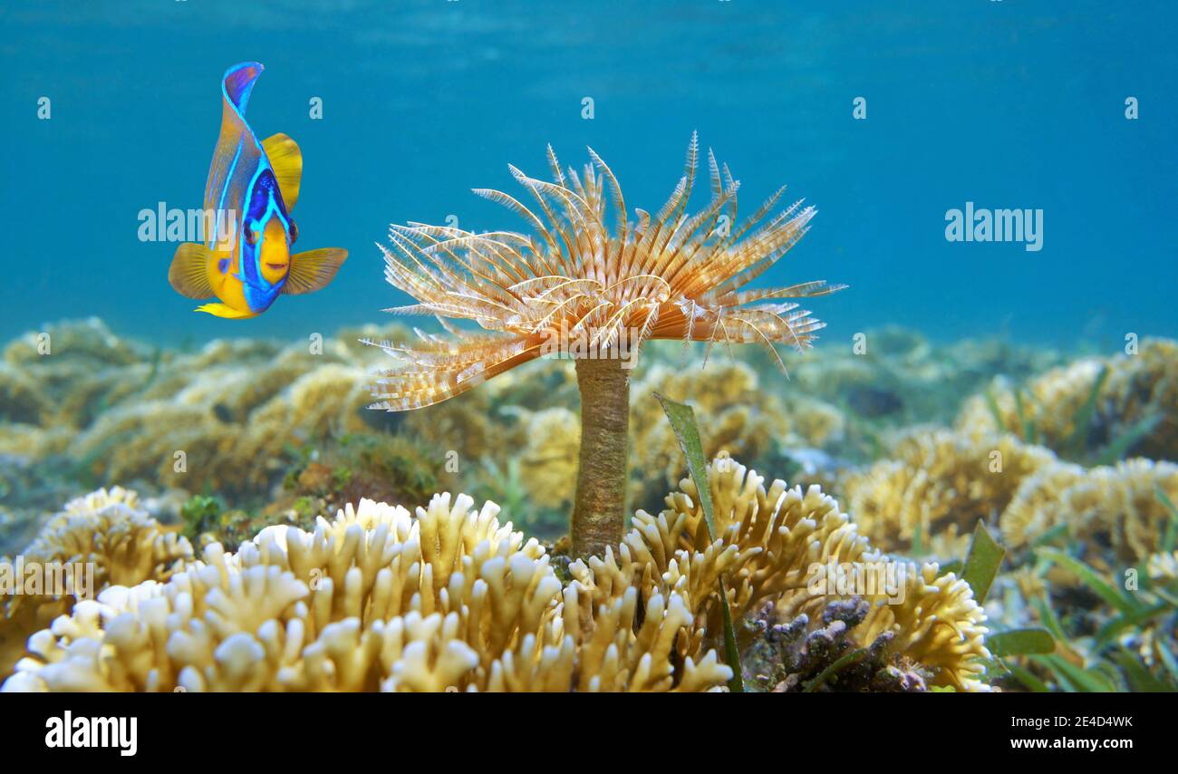 Ein Meereswurm mit einem tropischen Fisch unter Wasser in einem Riff des Karibischen Meeres Stockfoto