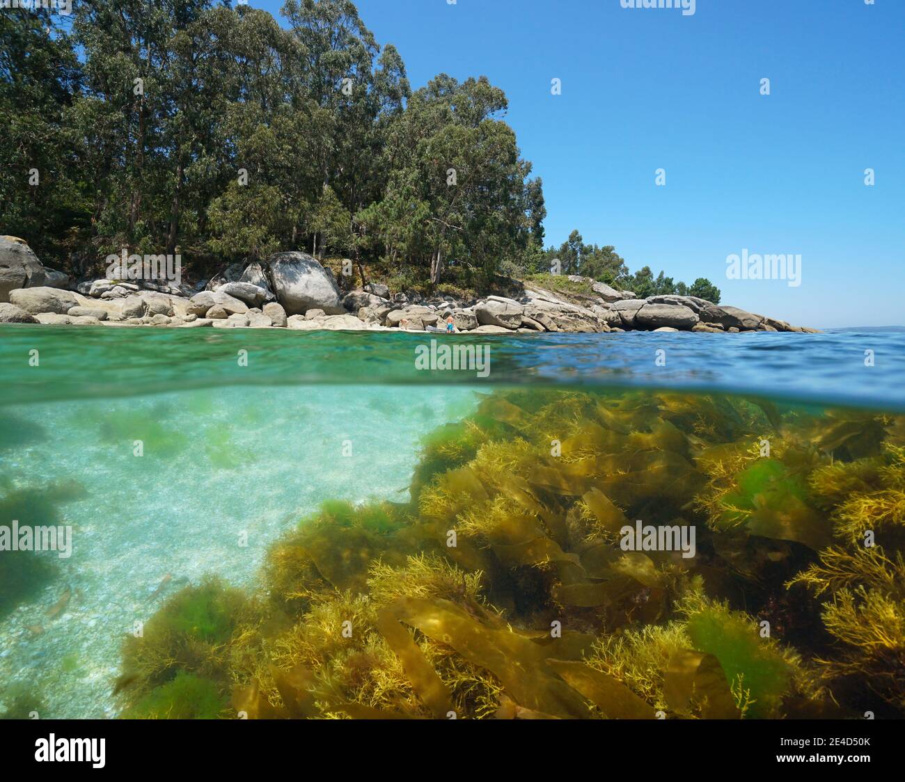 Spanien Galizien, Küste und Seeteugen unter Wasser, Split Ansicht halb über und unter Wasser Oberfläche, Atlantik, Bueu, Pontevedra Provinz Stockfoto