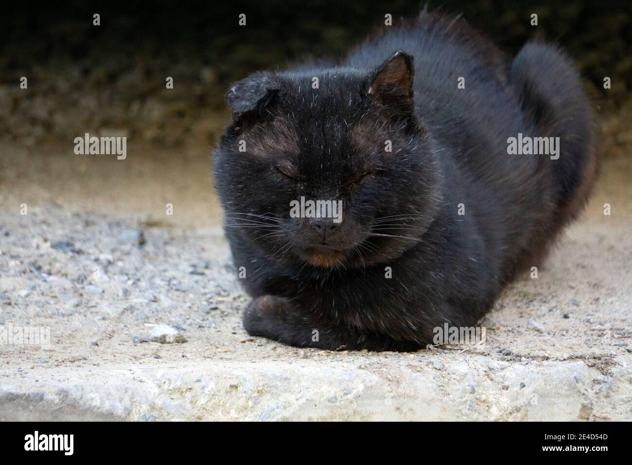 Schwarze Katze schläft einfach ein, mit einem offenen Auge Stockfoto