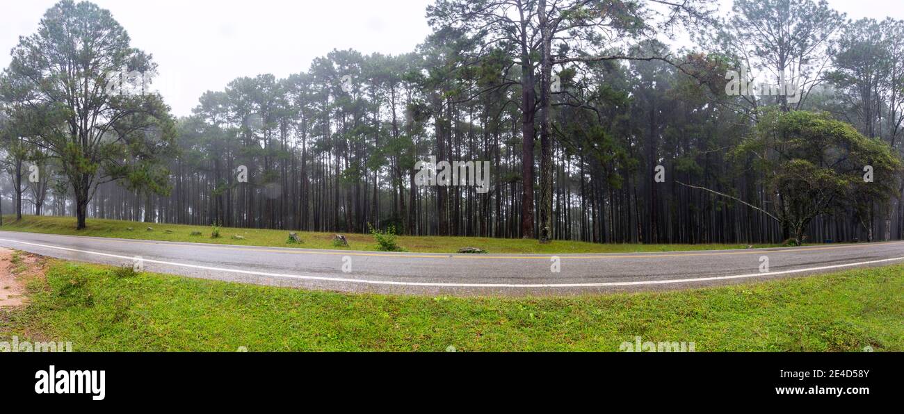 Waldlandschaft Panoramablick auf Kiefernwald die Kiefern auf den Hügeln haben Straßenkarten. Stockfoto