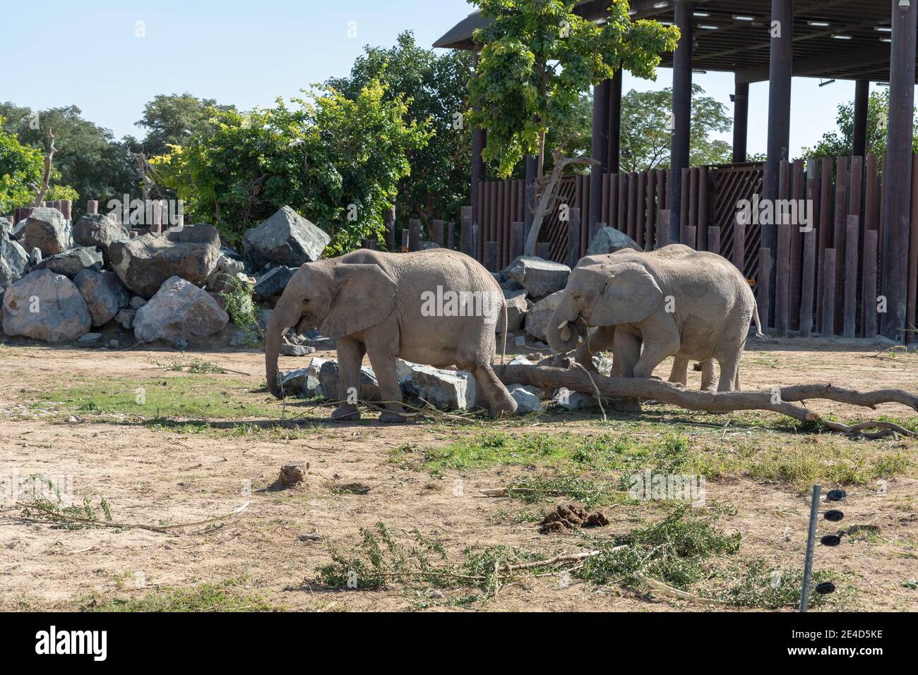 Dubai, Vereinigte Arabische Emirate – 22. Januar 2021, wunderschöne Tiere im Dubai Safari Park (Dubai Zoo) Stockfoto