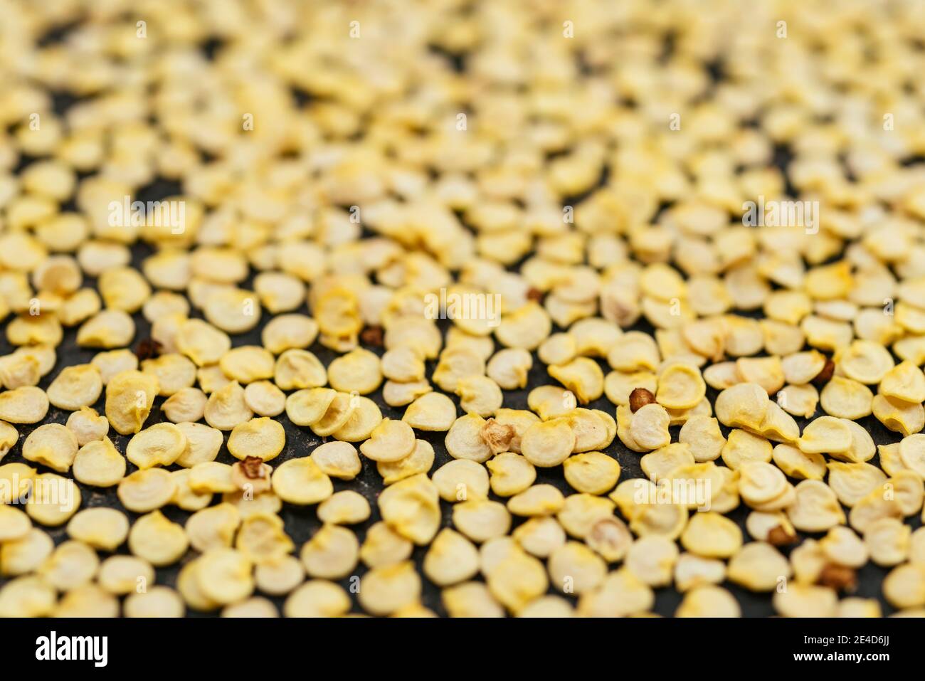 Gelbe Paprikasamen (Capsicum annuum) Stockfoto