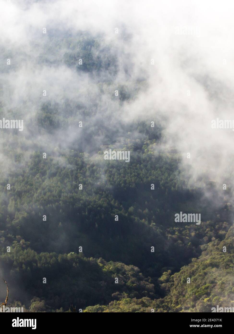 Morgennebel, der sich zurückzieht und die Bergkämme enthüllt, die in seltenen Urwald der Großen Aufdeckung Südafrikas bedeckt sind Stockfoto