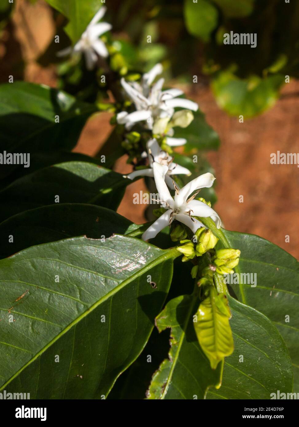 Die kleinen zarten weißen Blüten eines Kaffeebruchs, Coffea Arabica, in Blüte, fotografiert im Frühjahr auf einer Kaffeefarm im Lowveld Stockfoto