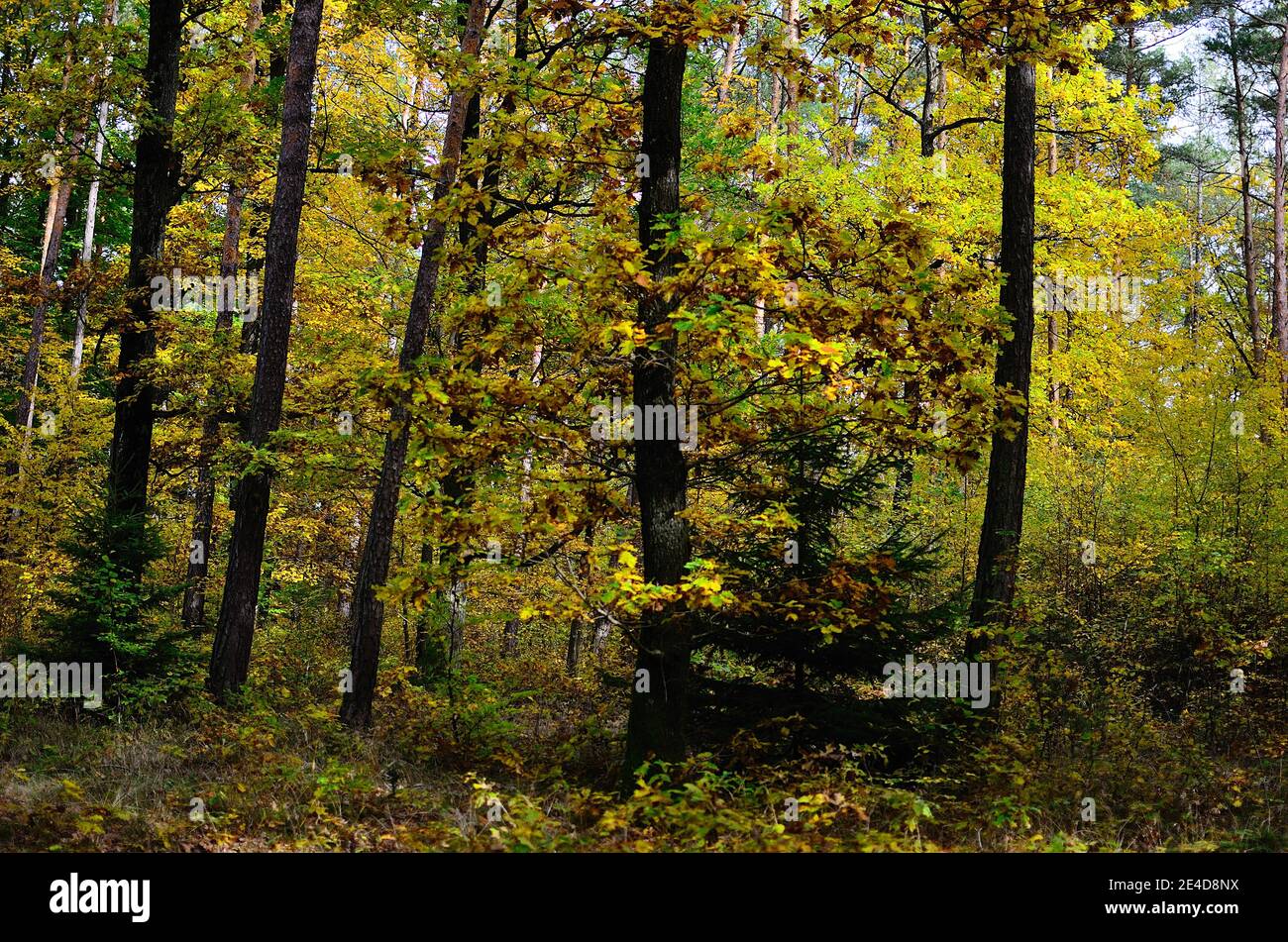 Schöner farbenprächtiger Herbstwald Stockfoto