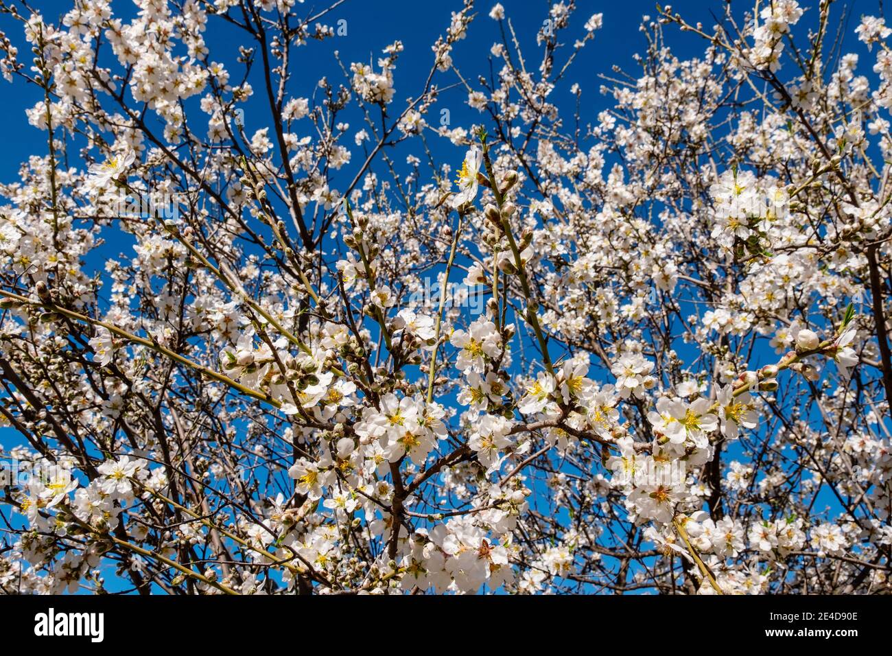 Mandelblüte im Naturpark Sierra de las Nieves, Provinz Malaga. Andalusien. Südspanien, Europa Stockfoto