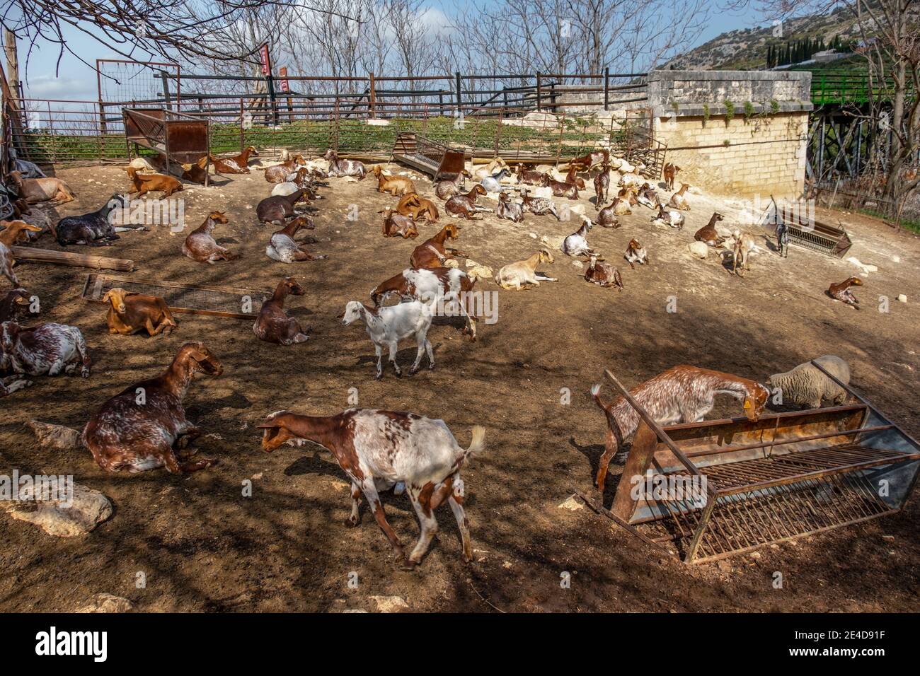 Ziegenzucht in Zhueros, Subbetica Berg, Cordoba Provinz. Andalusien. Südspanien, Europa Stockfoto
