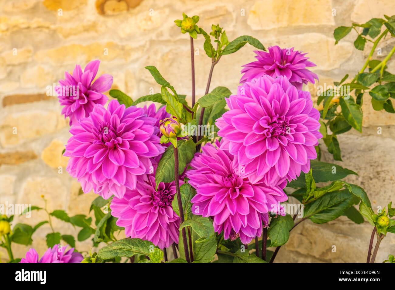 Rosa Dahlia Blume Blüte an der traditionellen Steinmauer von Nordspanien, Europa Stockfoto