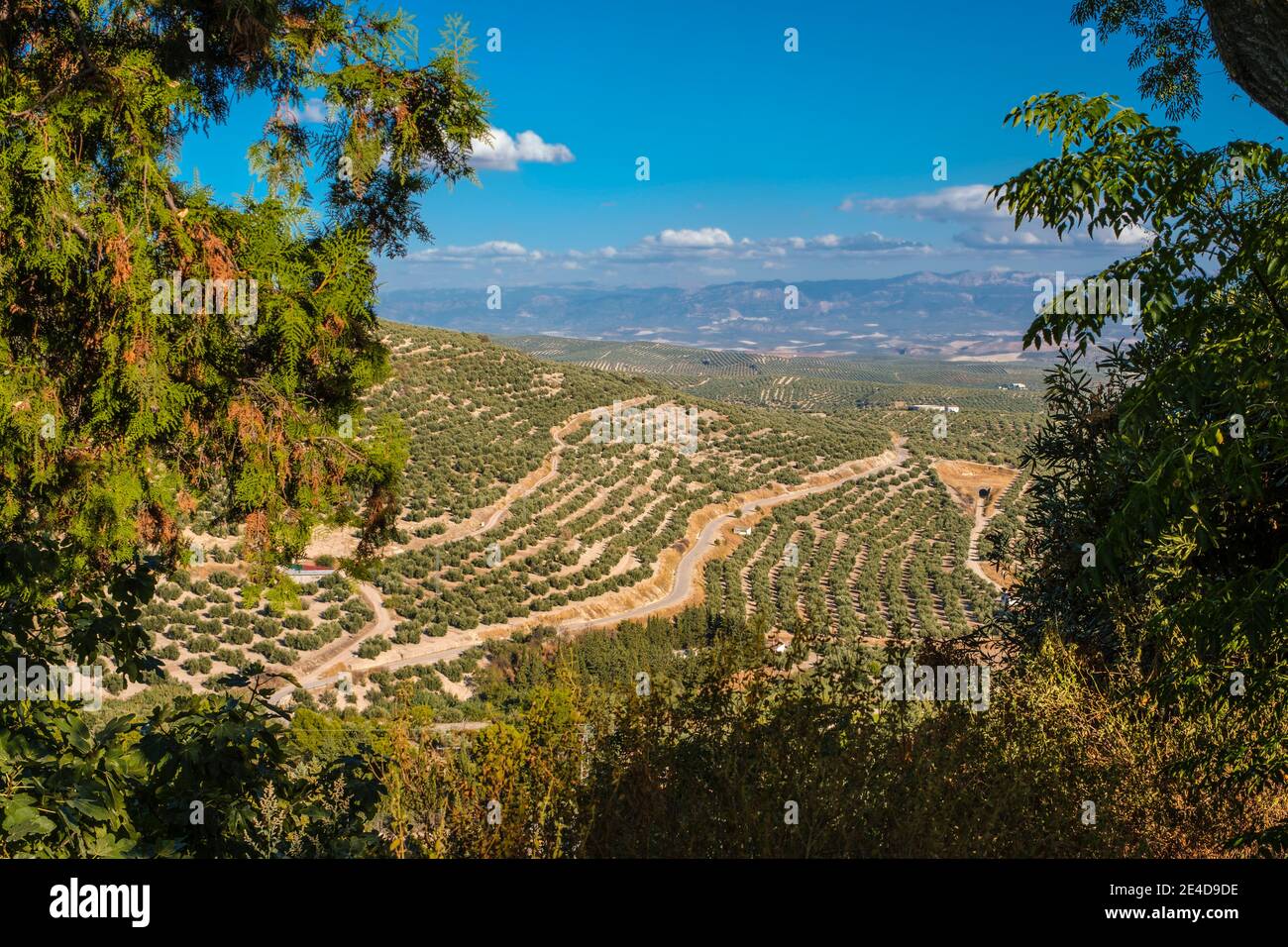 Landschaft mit Olivenhain und Naturpark Sierra Magina, Ubeda. Jaen Provinz, Andalusien, Südspanien Europa Stockfoto