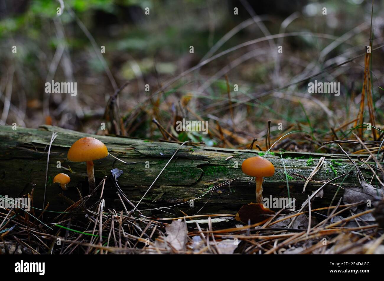 Zwei leuchtend orange Pilze im Wald Stockfoto