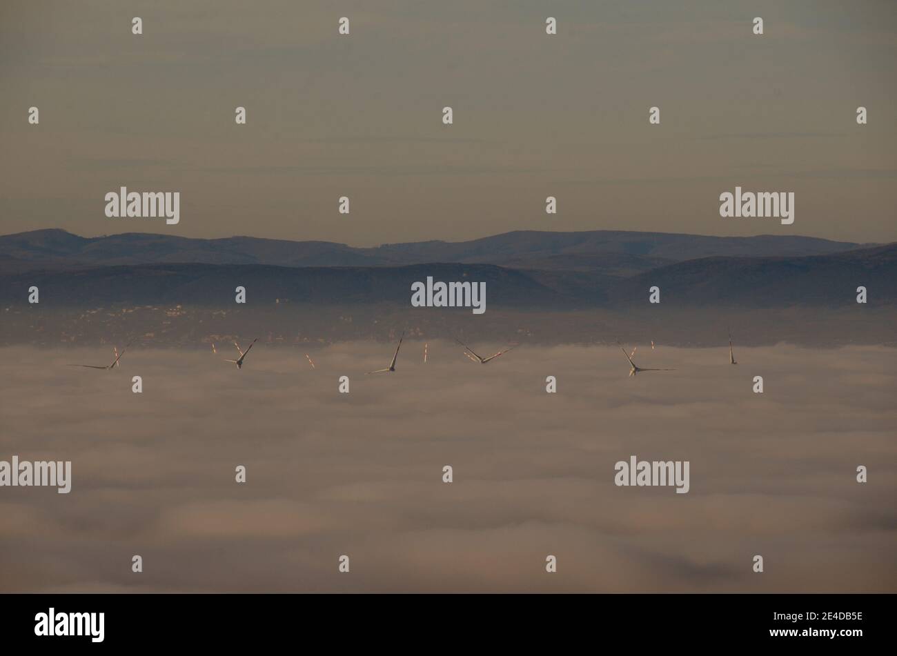 Viele Windturbinen im dichten, tief liegenden Nebel Stockfoto