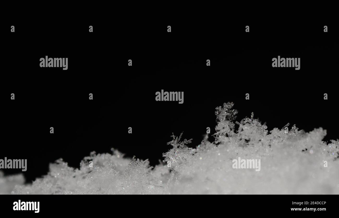 Zarte Kreatur im Schnee mit schwarzem Hintergrund Stockfoto