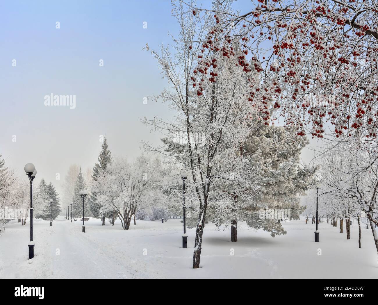 Frostiger Wintermorgen im Stadtpark mit Schnee und Reif bedeckt. Weißer Reim auf Bäumen und Sträuchern Äste, auf grünen Nadeln von Fichten. Zweig des AP Stockfoto