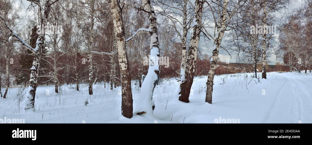 Verschneite Landstraße durch den Birkenwald bei rauem frostigen Wetter mit grauem Himmel. Winterlandschaft Szene - Harmonie, Reinheit und Schönheit der Natur in w Stockfoto