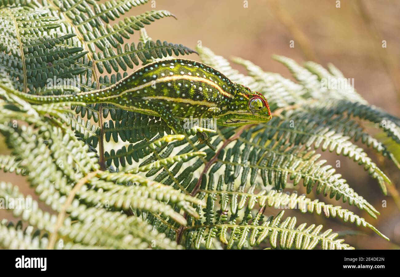 Kleines, mit Juwelen geschmücktes Campan Chamäleon - Furcifer campani - ruht auf grünen Farnblättern, die von der Sonne beleuchtet werden. Die meisten Chamäleons sind endemisch auf Madagaskar und können gesehen werden Stockfoto