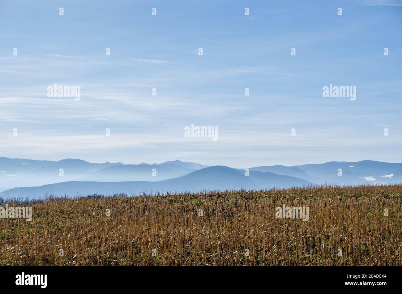 Schnittfeld und Weitsicht mit Nebel und Bergen Stockfoto