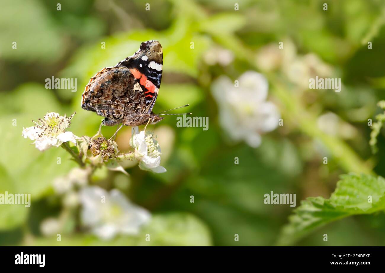 Nahaufnahme eines Schmetterlings des Roten Admirals (Vanessa atalanta) auf einer weißen Blüte, Großbritannien. Stockfoto