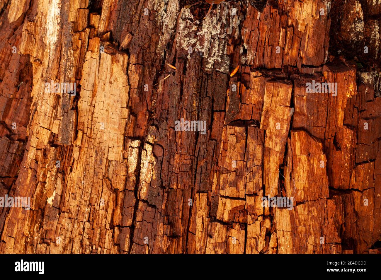 Alte Baumrinde Textur im Zerfall. Naturholzmuster Stockfoto