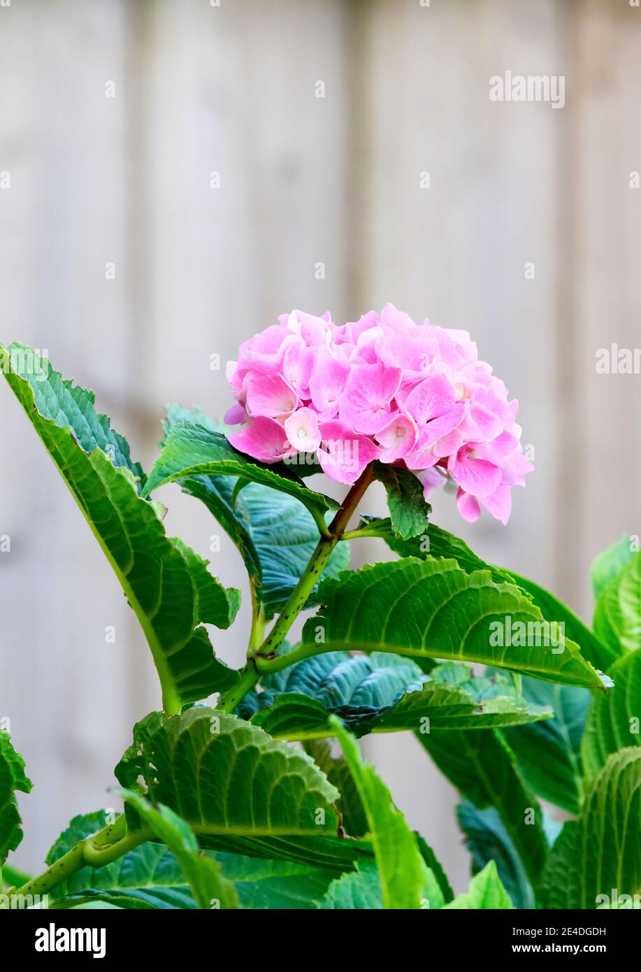 Pink Hortensia Blume gegen einen hellgrünen hölzernen Gartenzaun Stockfoto
