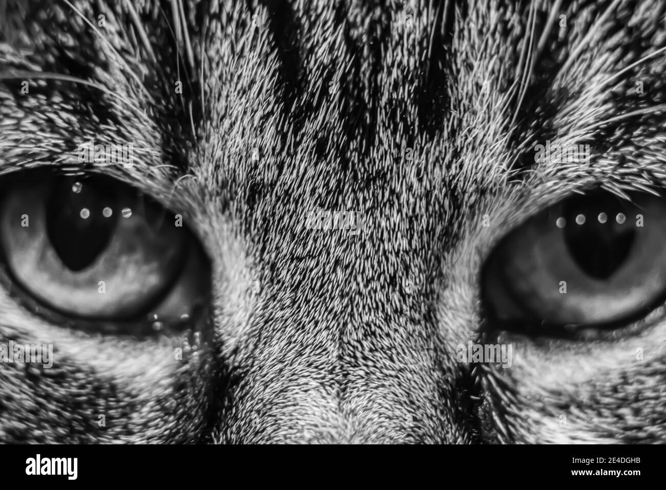 Katzenaugen in Nahaufnahme Schwarz-Weiß-Fotografie. Stockfoto