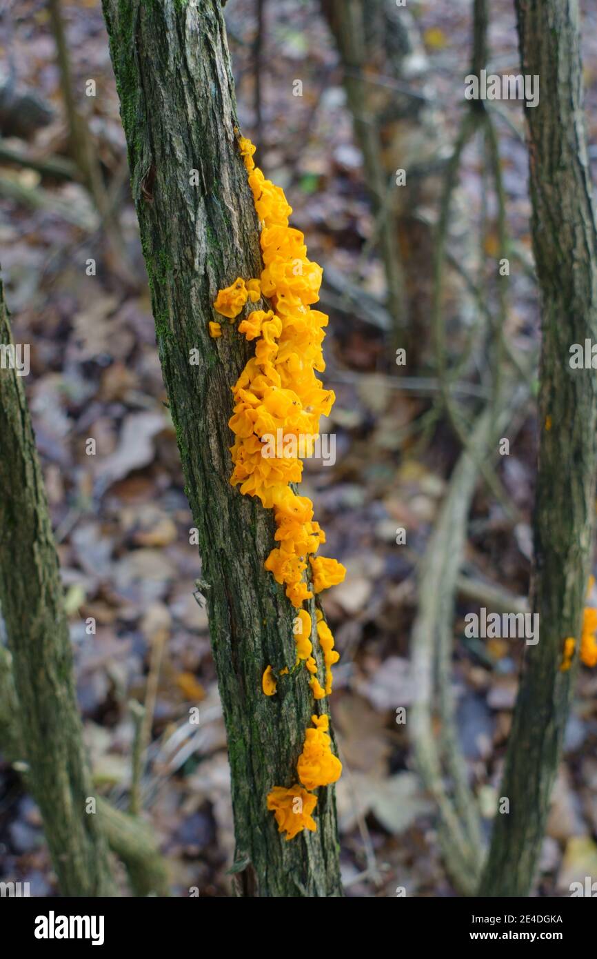 Hexenbutter (Tremella mesenterica) ein gelb-oranger Gelee-Pilz-Parasit von Holzzerfallpilzen, Berkshire, November Stockfoto