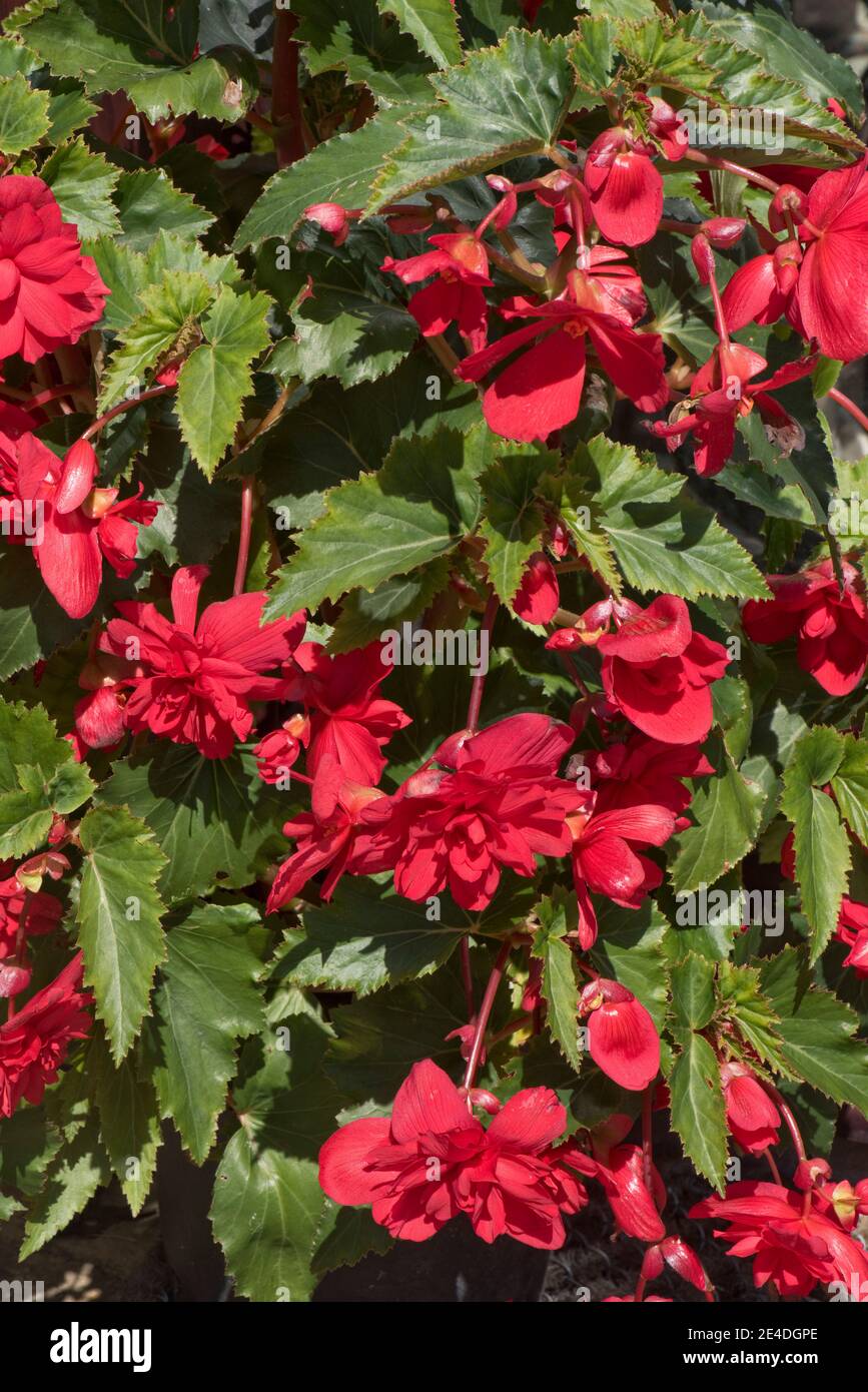 Scharlachrote Knollenbegonia (Begonia x tuberhybrida) in einem Topf, der aus einer großen Knolle wächst, August, Berkshire Stockfoto