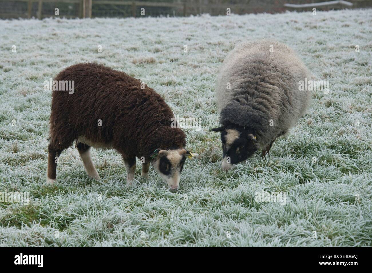 Einjähriges Shetland-Lamm zusammen mit einem Schaf, das an einem kalten Morgen auf frostiger Weide grast, Berkshire, Januar Stockfoto