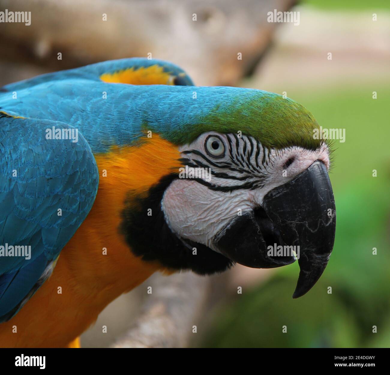 Der Kopf eines schönen blauen und goldenen Ara Papageienvogels. Stockfoto