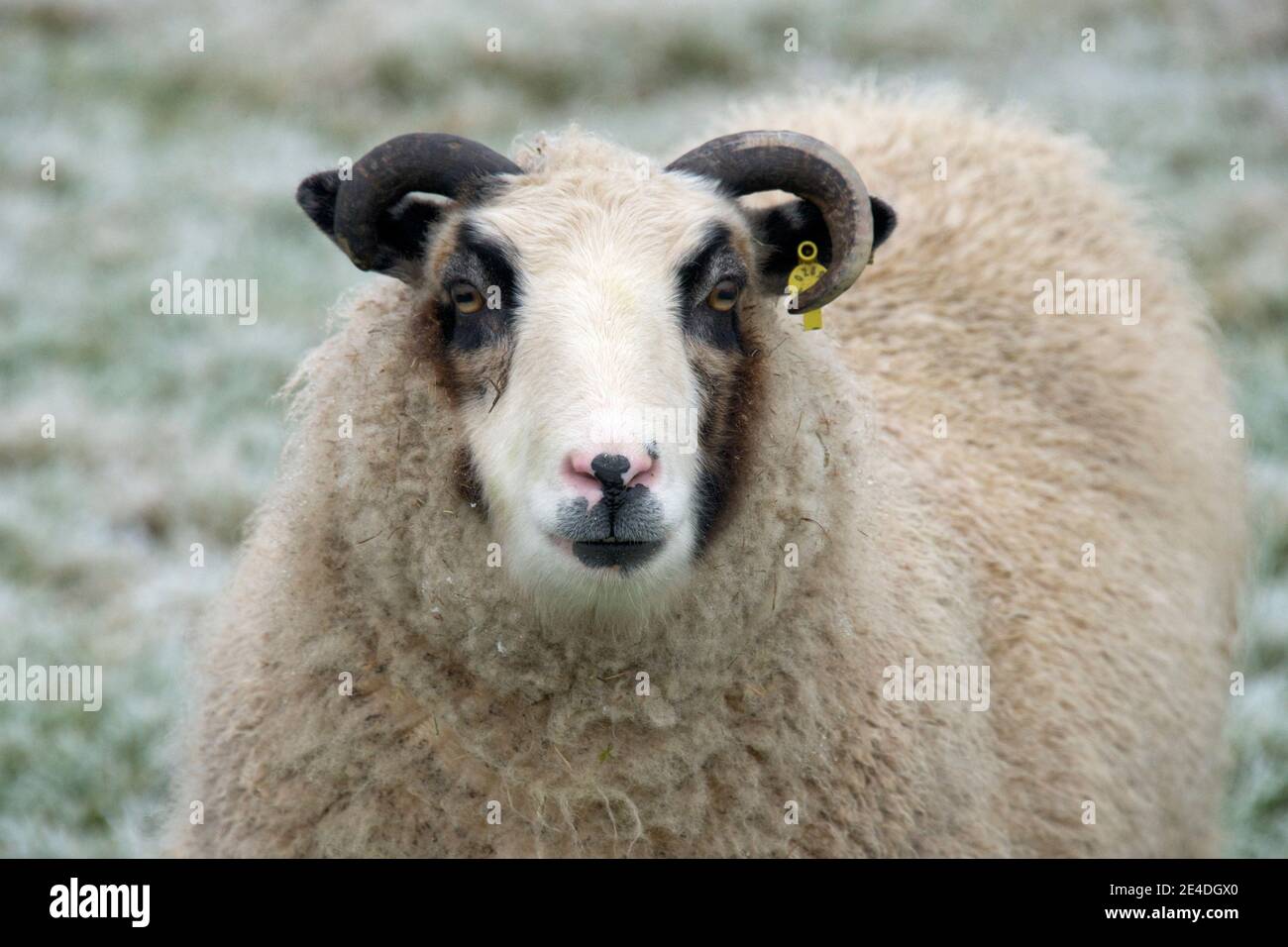 Kopf und Hörner eines Haustieres Shetland, wo Schafe mit schwarzen Augen 'Flecken' und weißem Gesicht, Berkshire, Juli Stockfoto