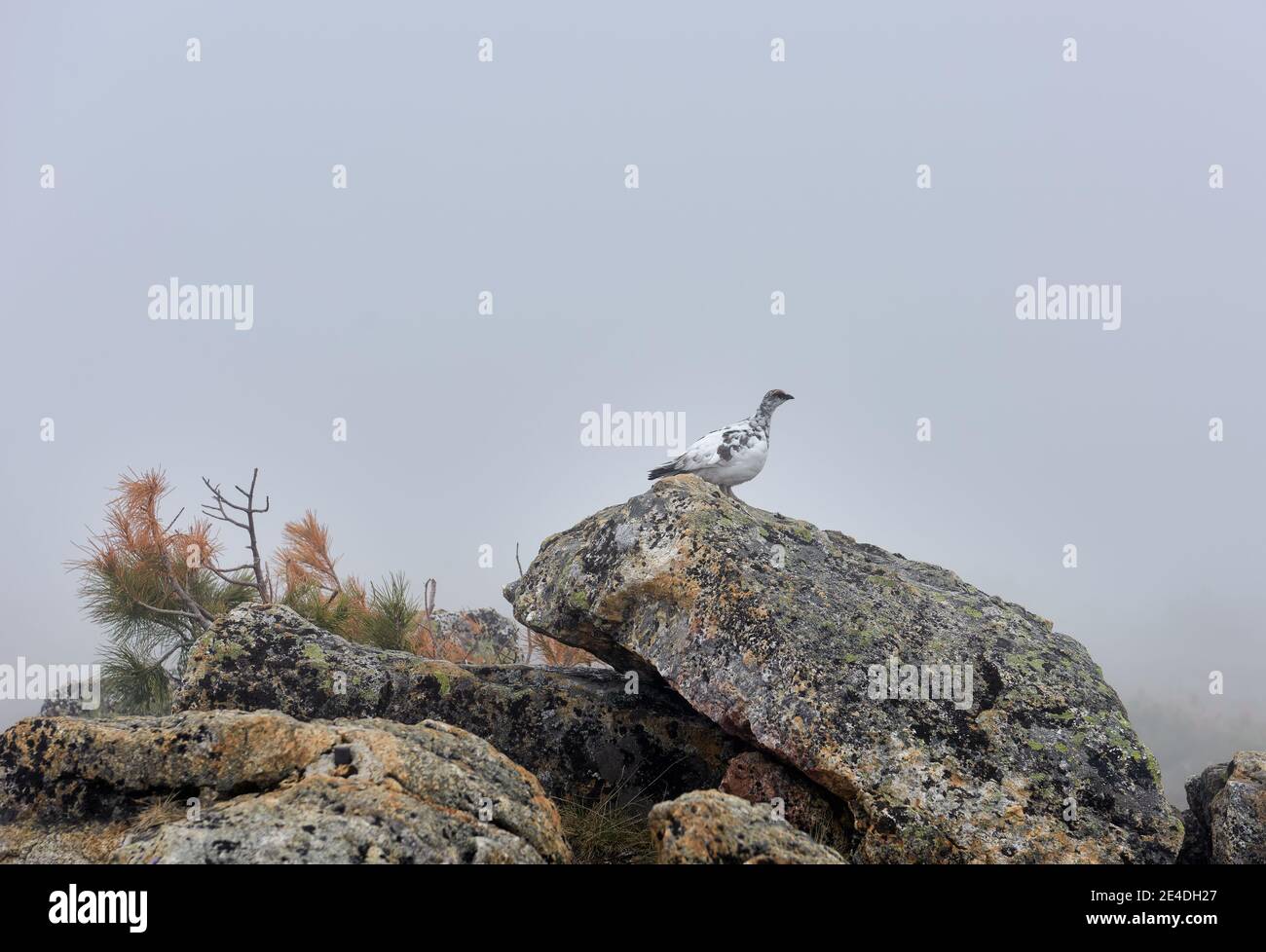 Felsenschneehuhn (Lagopus mutus montina) auf einem Fragment bei neblig bewölktem Wetter. Hamar-Daban Mountains. Ostsibirien. Russland Stockfoto