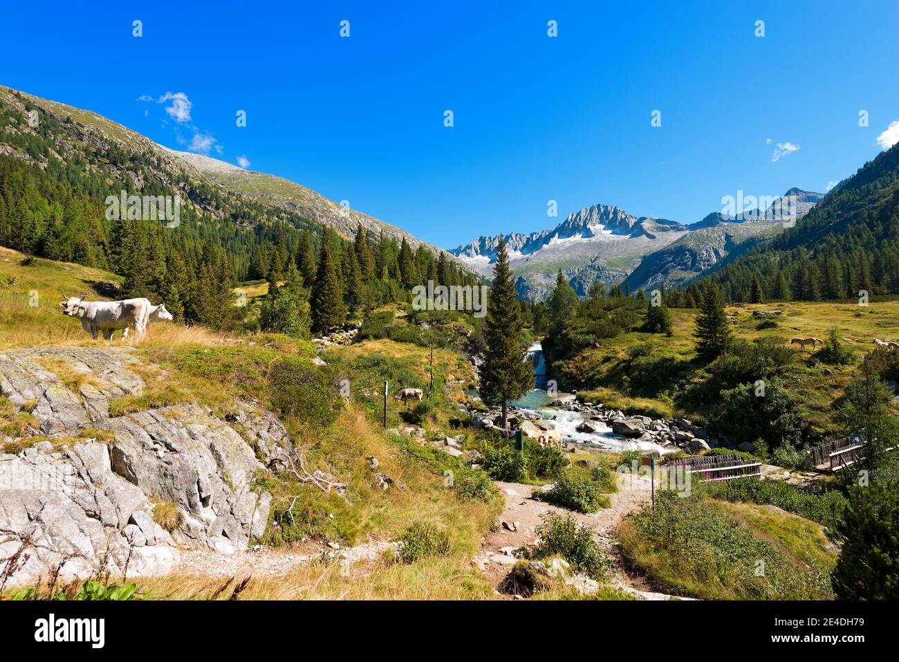 Der Gipfel des Care Alto (3462 m) und der Chiese im Nationalpark Adamello Brenta vom Val di Fumo aus gesehen. Trentino Alto Adige, Italien Stockfoto