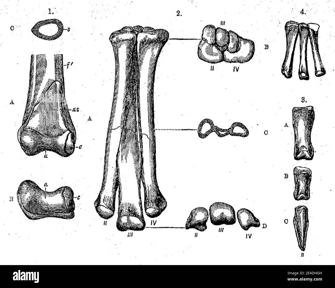 Syntypenmaterial (Bein- und Armknochen) von Ornithomimus velox. Stockfoto