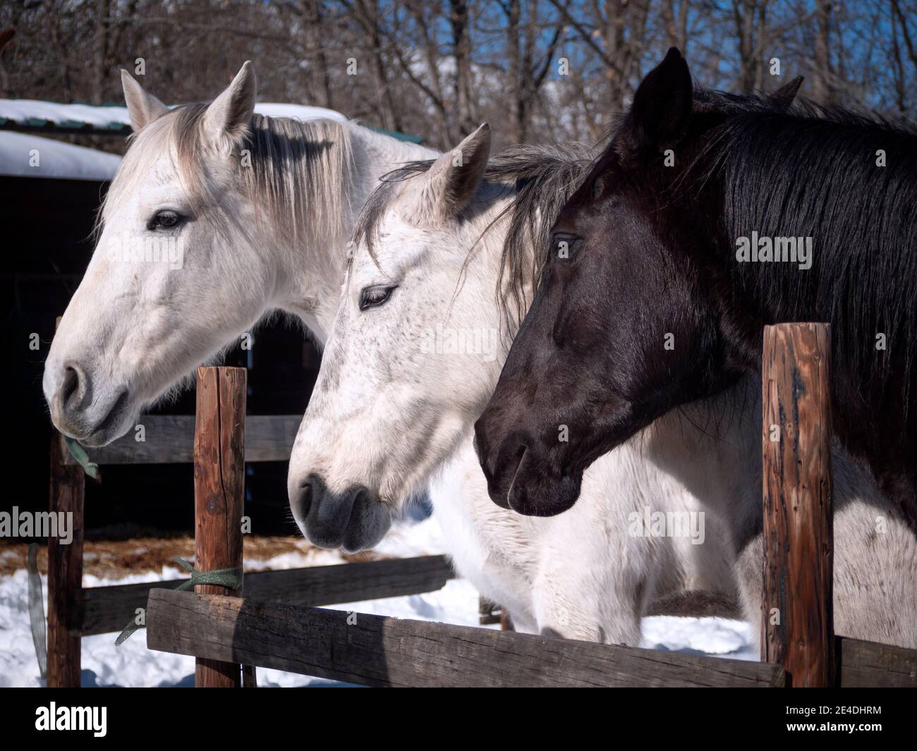 Weiße, graue und schwarze Pferde im Winter im Fahrerlager. Stockfoto