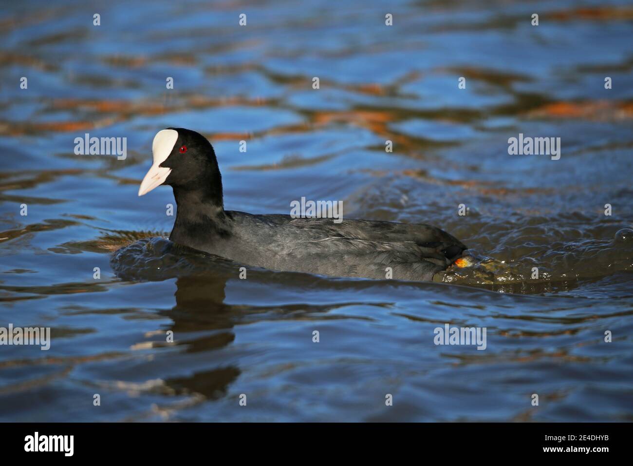 Eurasisch (auch bekannt als Common oder Australian) Coot (Fulica atra), Sadlers Ride, Hurst Park, East Molesey, Surrey, England, Großbritannien, Großbritannien, Europa Stockfoto