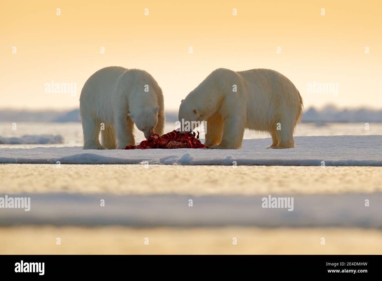 Zwei Eisbären mit abgetöteten Robben. Weißbär füttert auf Drift-Eis mit Schnee, Svalbard, Norwegen. Blutige Natur mit großen Tieren. Gefährliche baer mit Auto Stockfoto