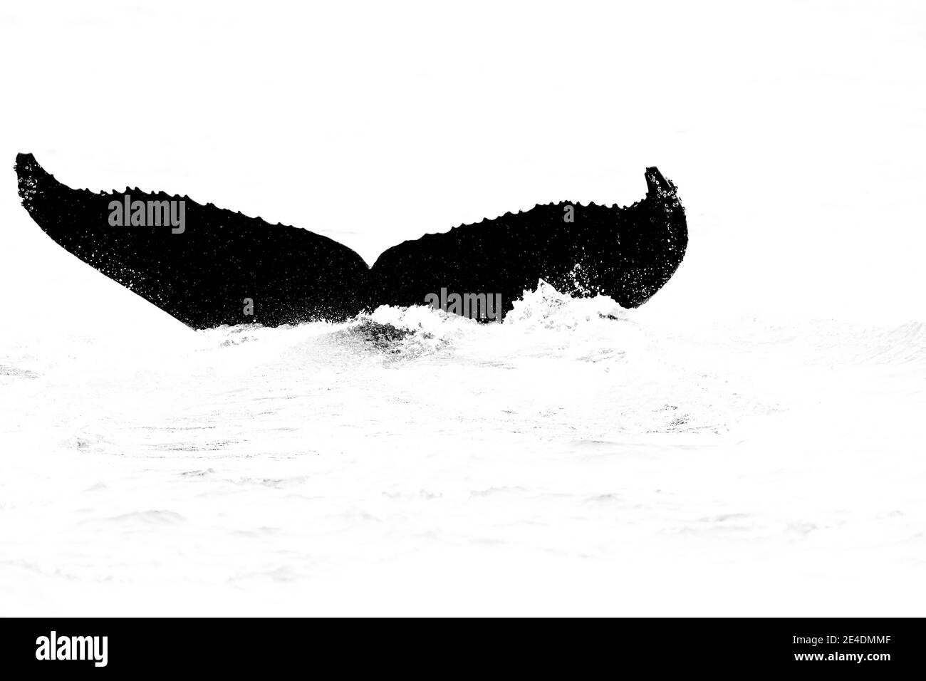 Schwarz-Weiß-Naturkunst, Wal und Möwe. Buckelwal, Megaptera novaeangliae, Schwanzschwanzflosse von Balen-Walen im Meerwasser. Wildtierszene Stockfoto