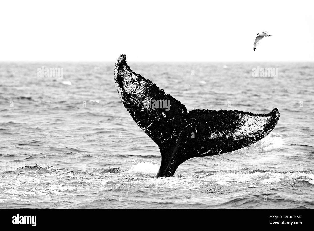 Schwarz-Weiß-Naturkunst, Wal und Möwe. Buckelwal, Megaptera novaeangliae, Schwanzschwanzflosse von Balen-Walen im Meerwasser. Wildtierszene Stockfoto
