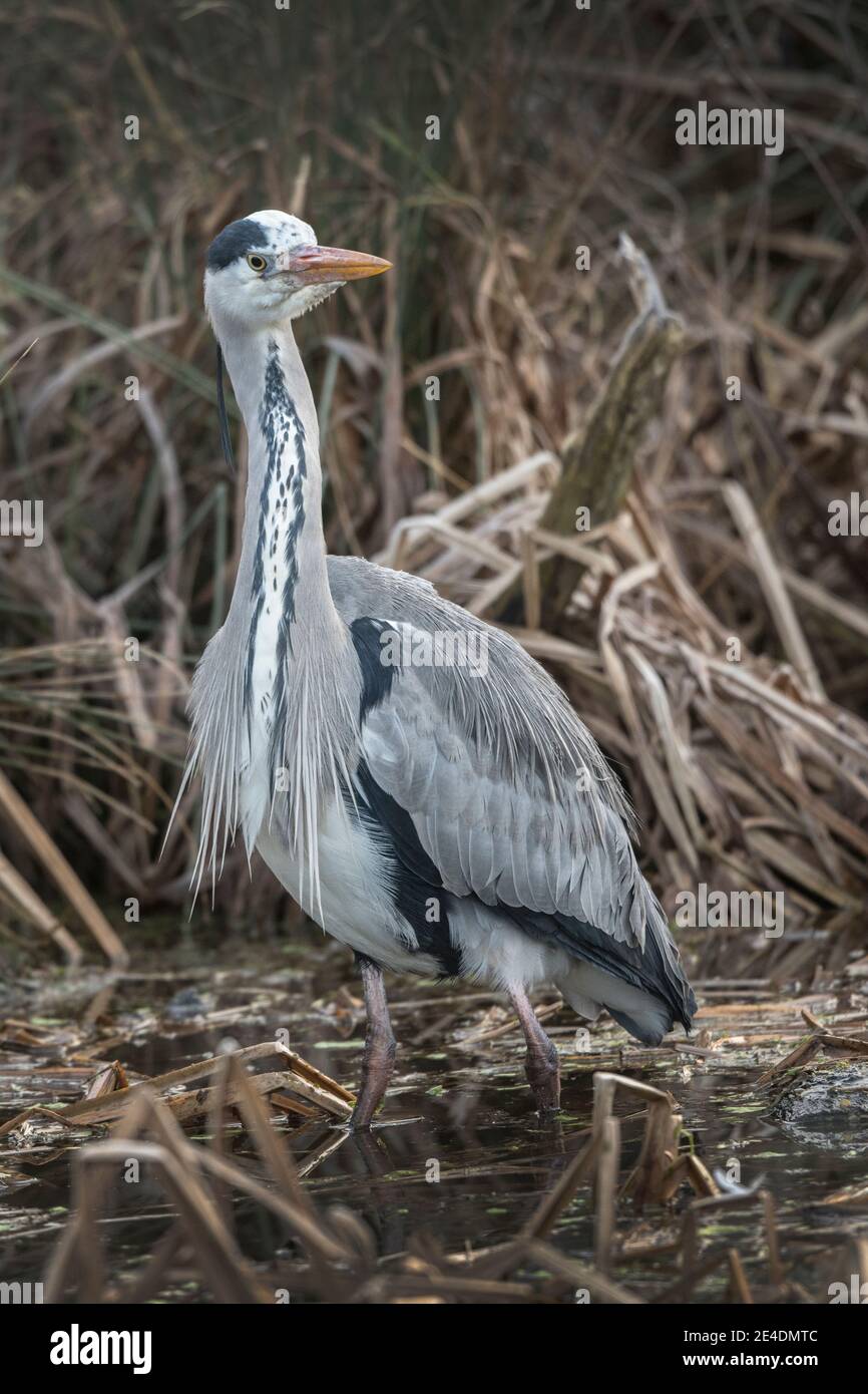 Reiher, der im Schilf ruht und auf Fische wartet, die schwimmen Von Stockfoto