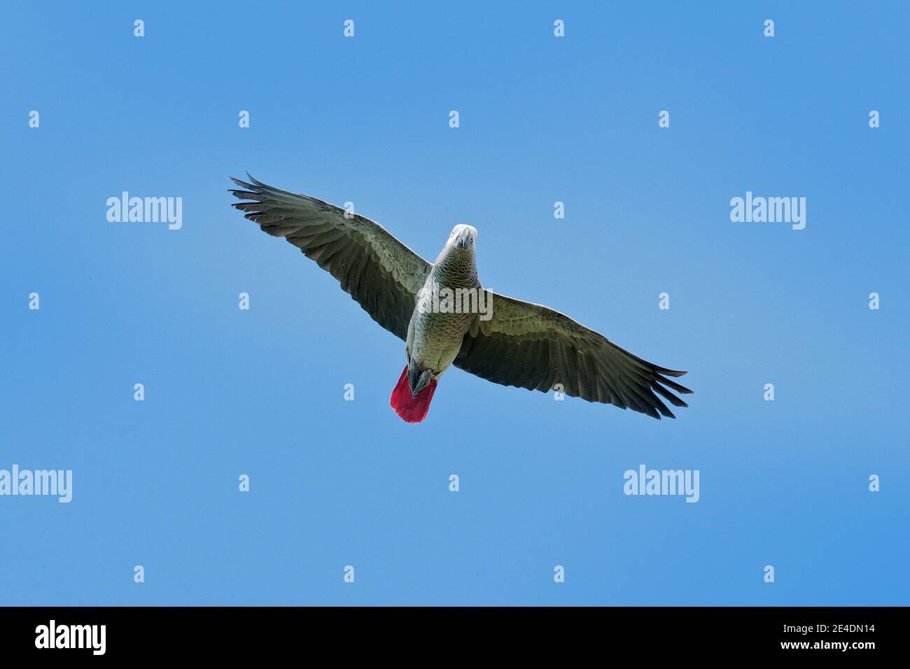 Afrikanische Graupapageienfliege, Psittacus erithacus, Flug am blauen Himmel, Kongo, Afrika. Wildlife-Szene aus der Natur. Papagei im Lebensraum. Wildtierszene Stockfoto