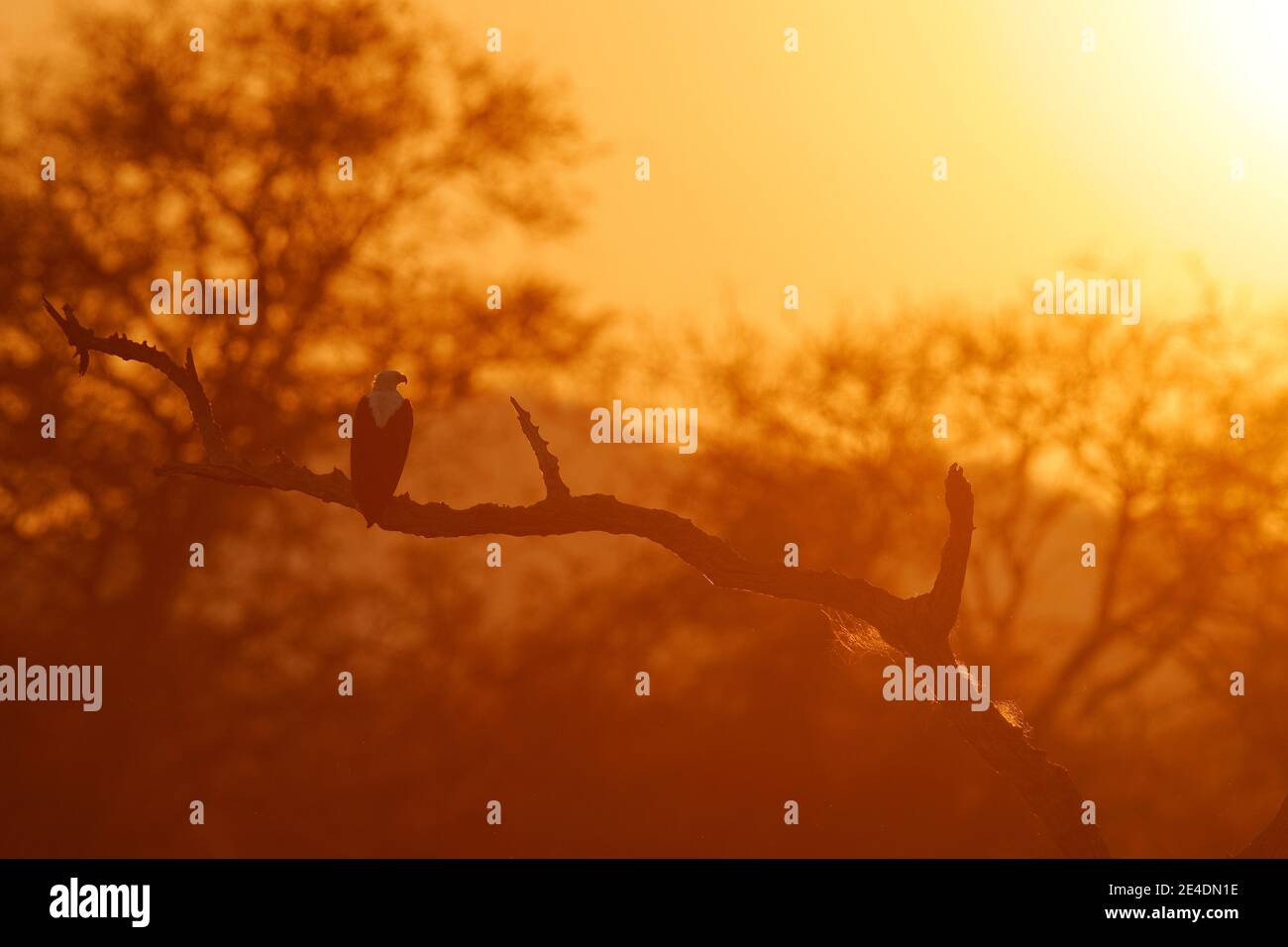 Adler Sonnenaufgang, orange Sonne am Morgen, Vogel in Afrika. Afrikanischer Fischadler, Haliaeetus vocifer, brauner Vogel mit weißem Kopf. Adler sitzt auf der Spitze Stockfoto Adler Sonnenaufgang, orange Sonne am Morgen, Vogel in Afrika. Afrikanischer Fischadler, Haliaeetus vocifer, brauner Vogel mit weißem Kopf. Adler sitzt auf der Spitze Stockfoto