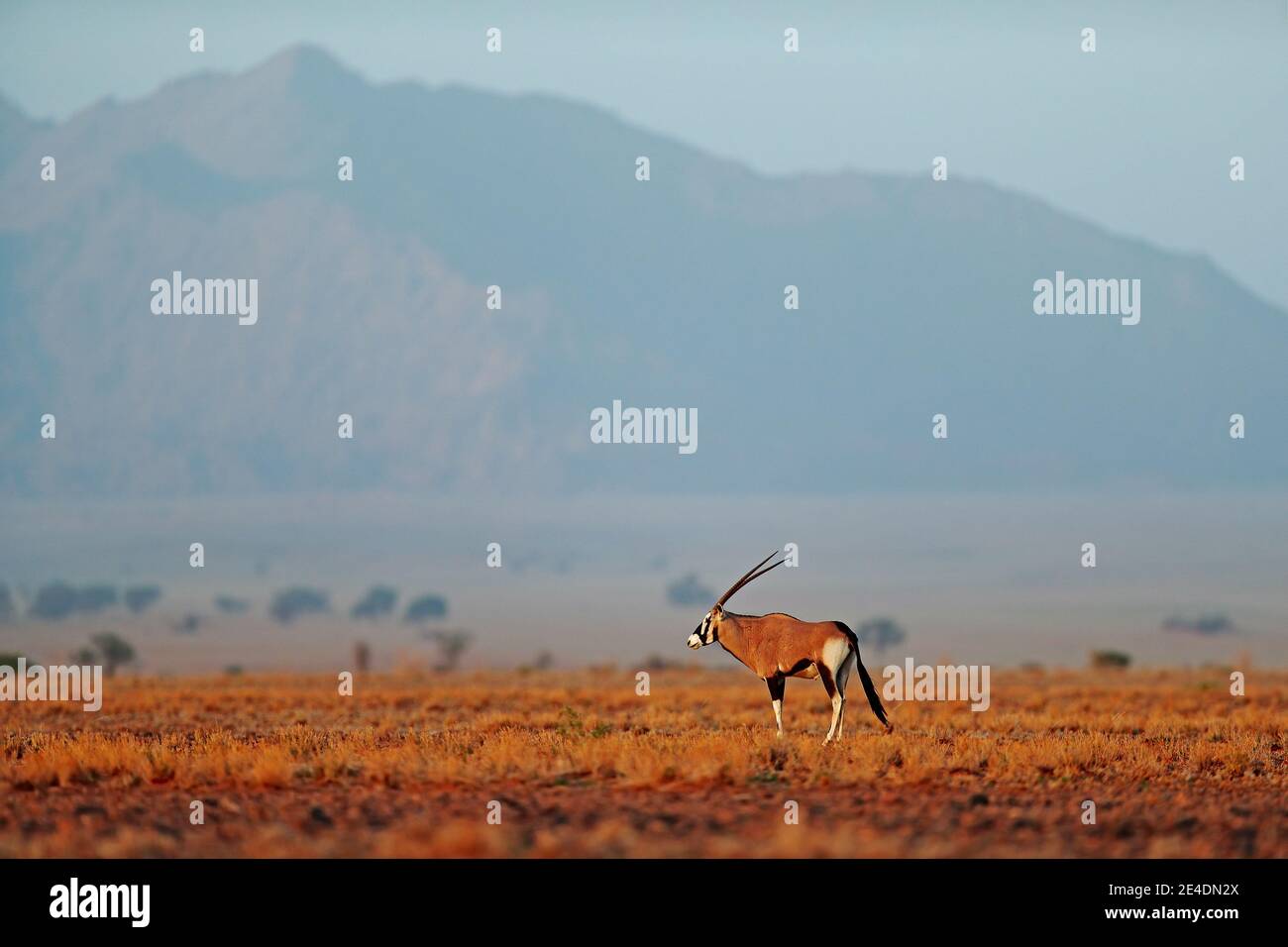 Oryx gazella wunderschöne gemsbok Antilope aus der Namib Wüste, Namibia. Oryx mit orangenen Sanddüne Abenduntergang. Gemsbock große Antilope in Natur Stockfoto