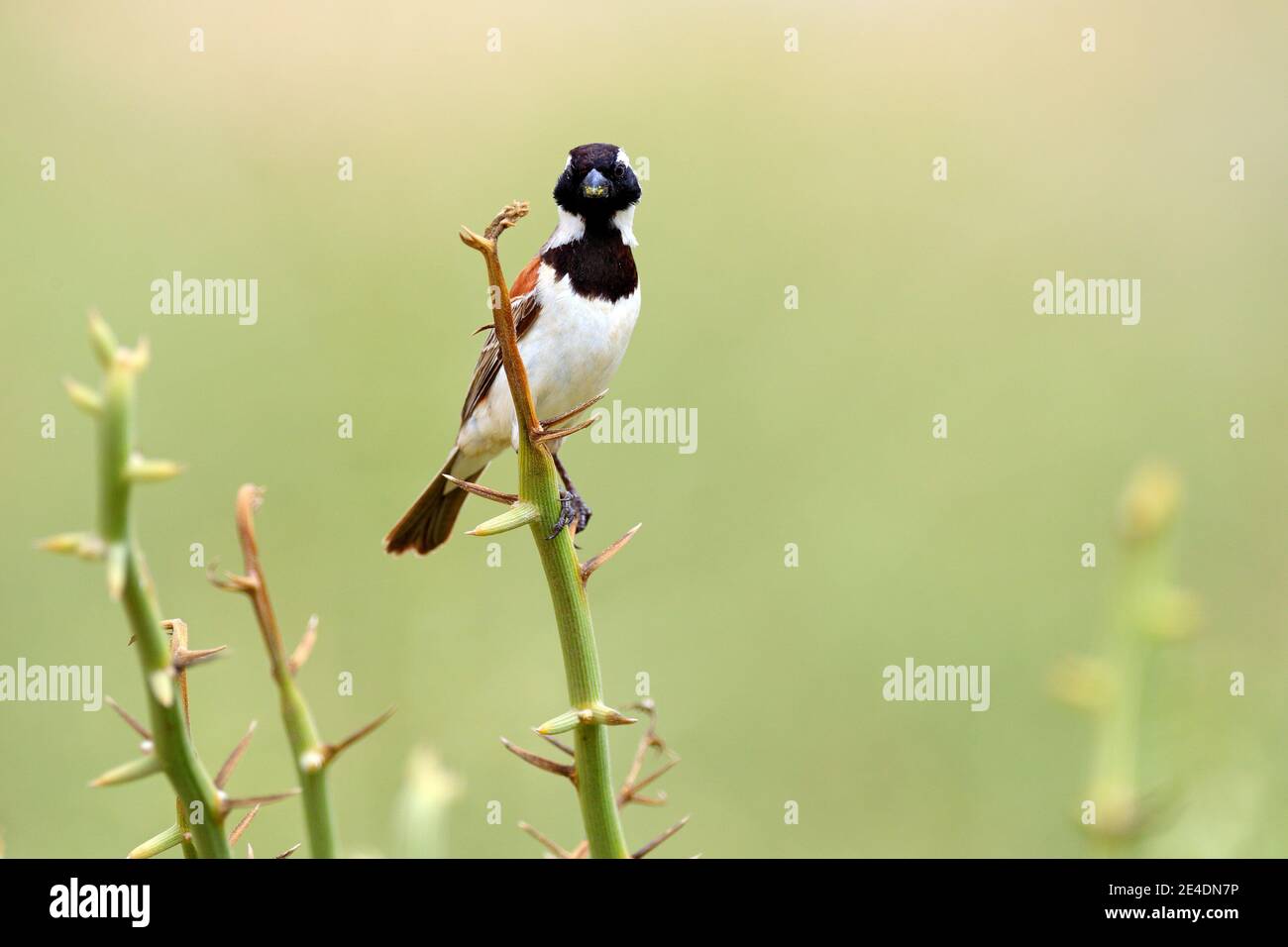 Kapsperling, Passer melanurus, oder mossie, am dornigen Ast mit Vogel, schwarzer Schnabel. UnbestimmtVogel aus Afrika, Namibia. Stockfoto